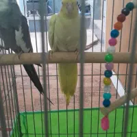 عروس هلندی نر وایت فیس ماده لوتینو|پرنده|اقبالیه, |دیوار