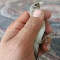 سهره|پرنده|کهریزک, |دیوار