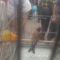 سهره نشوندار و سهره قناری دهن دار عربده کش|پرنده|ری, دولت‌آباد|دیوار