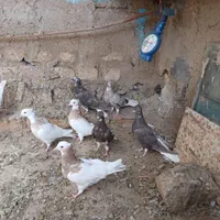 کبوتر طوقی و نامه بر|پرنده|کنگاور, |دیوار