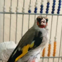 سهره دورگ نر و ماده معاوضه|پرنده|ابریشم, |دیوار