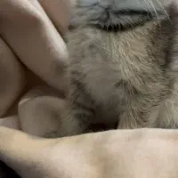 گلدون کوچولو|گربه|تهران, دانشگاه شریف|دیوار