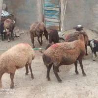 گوسفنددامازلق پنج عددجوان وبره دار وپرشیر|حیوانات مزرعه|تبریز, |دیوار