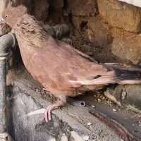 کله آبادانی گلالی|پرنده|بندر دیر, |دیوار