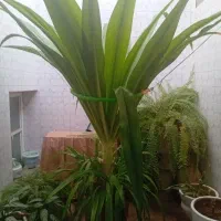 فروش گل