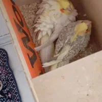 عروس هلندی نرماده|پرنده|شهریار, دهشاد پائین|دیوار