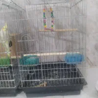 قفس ۱۰۳۳ درحد