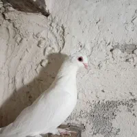 کاکلی مایا