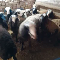 میش وبره|حیوانات مزرعه|قزوین, |دیوار