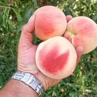 اجاره گیرنده باغ الو،هلو،شلیل،سیب گلاب