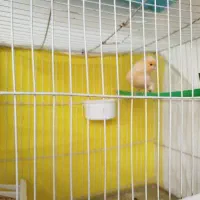 قناری پرنده|پرنده|مشهد, شهرک شهید باهنر|دیوار