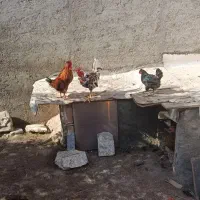 تخم مرغ نطفه|حیوانات مزرعه|اردبیل, |دیوار