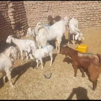 فروش۸ گوسفند بز|حیوانات مزرعه|کرمان, |دیوار