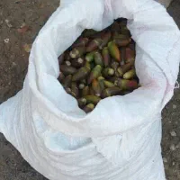 بلوط تازه چیده