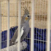 پرنده|پرنده|مشهد, جاهد شهر|دیوار