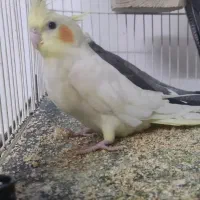 فروش عروس هلندی|پرنده|خوسف, |دیوار