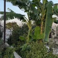 مجموعه گردشگری مایا|تور و چارتر|سیجوال, |دیوار