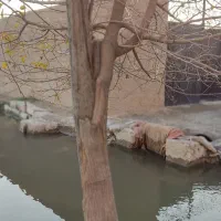 باغچه ۱۷۰متری سنددار شهر ری با بنا ونقدیا معاوضه|فروش زمین و ملک کلنگی|ری, فیروزآباد|دیوار