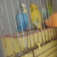 مرغ عشق