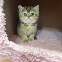 بریتیش گلد مو‌کوتاه