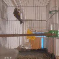 سهره و قناری بخوان|پرنده|همدان, |دیوار