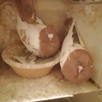 کفتر سینه قهوه‌ای