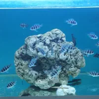 فرانتوزا و کت پوزه بوته ای سوپر باله