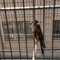 سهره جفتی قناری