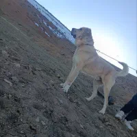 سگ سراب|سگ|لاران, |دیوار