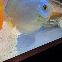 دیسکس|ماهی|شیراز, تندگویان|دیوار