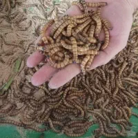 میلورم و سوپر ورم زنده|خزنده|تهران, استخر|دیوار