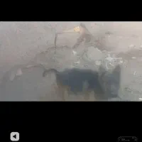 سگ‌ژ|سگ|کوهپایه, |دیوار