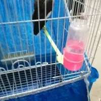 جوجه مینا 5ماهه|پرنده|شاهینشهر, شهرک ردانی پور|دیوار