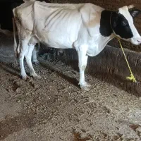 گاو با گوساله ماده مور سیمنتال|حیوانات مزرعه|نظر کهریزی, |دیوار