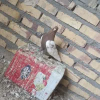 یک عدد نیمتنه سرخ