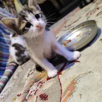 واگذاری گربه رایگان