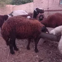 فروش فوری بره قوچی اصیل وذات دارضمانتی.|حیوانات مزرعه|فریمان, |دیوار