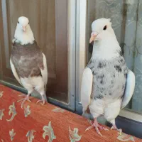 طوقی الماسی