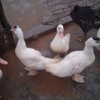 اردک ماده روسی و بوقلمون