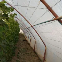 فروش گلخانه  400 متری|عمدهفروشی|سلیمان, |دیوار