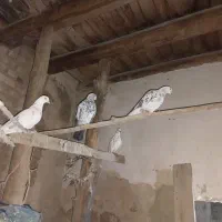 کبوتر|پرنده|مرند, |دیوار