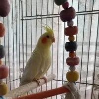 عروس هلندی لوتینو