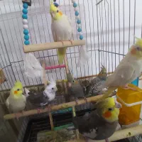 تعدادی عروس هلندی ب همراه نرو ماده