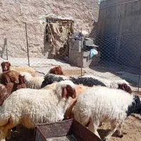 بره فروش