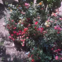درختکاری هرس کاری کود دهی سمپاشی و ...