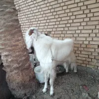 بزنیدی نر|حیوانات مزرعه|خرمشهر, |دیوار