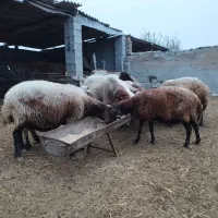 ده راس گوسفند آبستن|حیوانات مزرعه|گمیشان, |دیوار