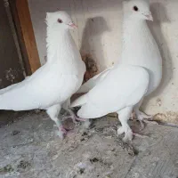 یه جفت کبوتر دهن جور