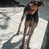 سگ دوبرمن بارگ خونی بالا|سگ|کرمانشاه, |دیوار