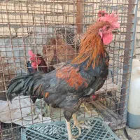 جوجه خروس محلی